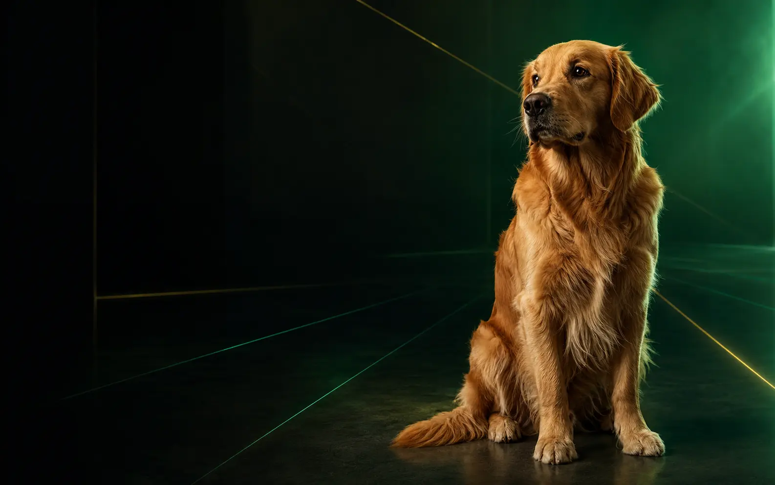 Cães em cenário tecnológico